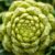 Romanesco – superfood pełen witamin i zdrowotnych korzyści